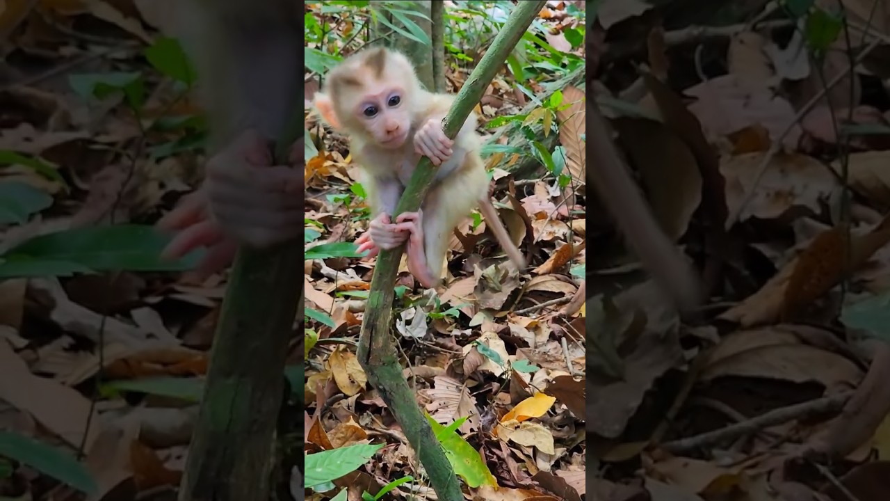 How Baby Levy Joyful Playing