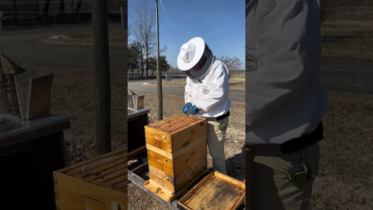 Checking on your over-wintered bees