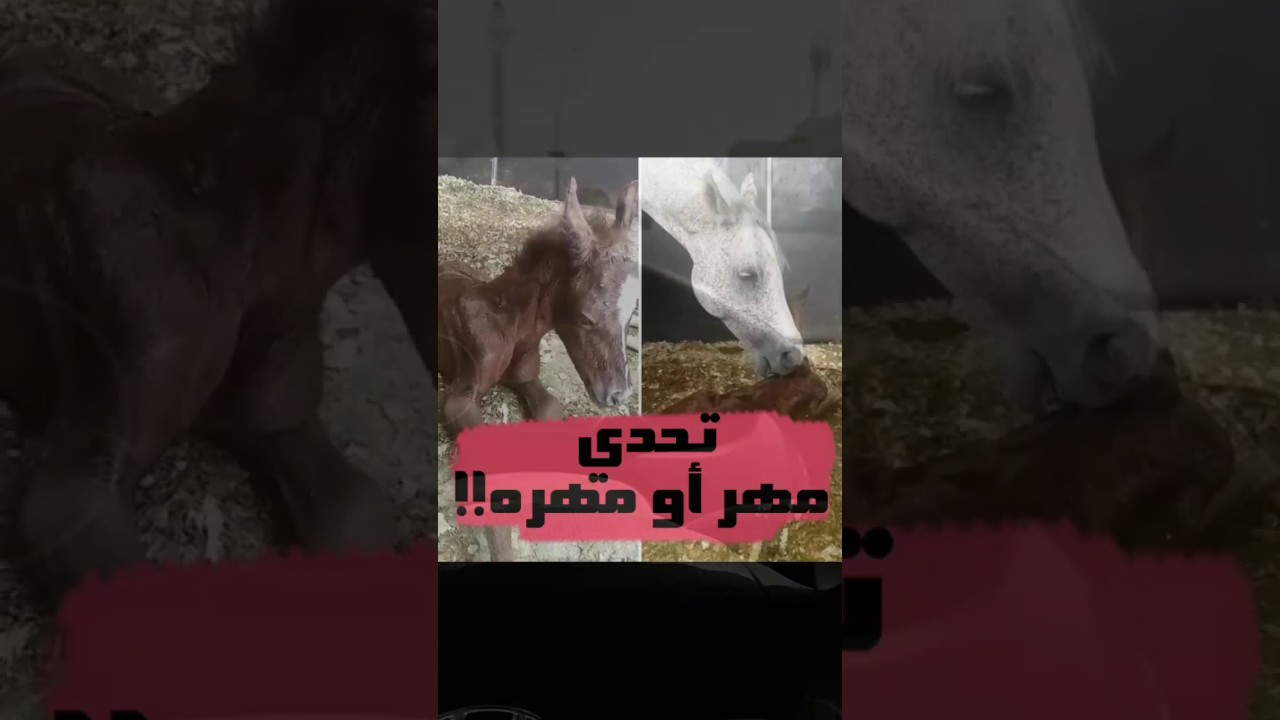 لحظة ولادة الفرس هيروشيما ! والتحدي مهر او مهره !!