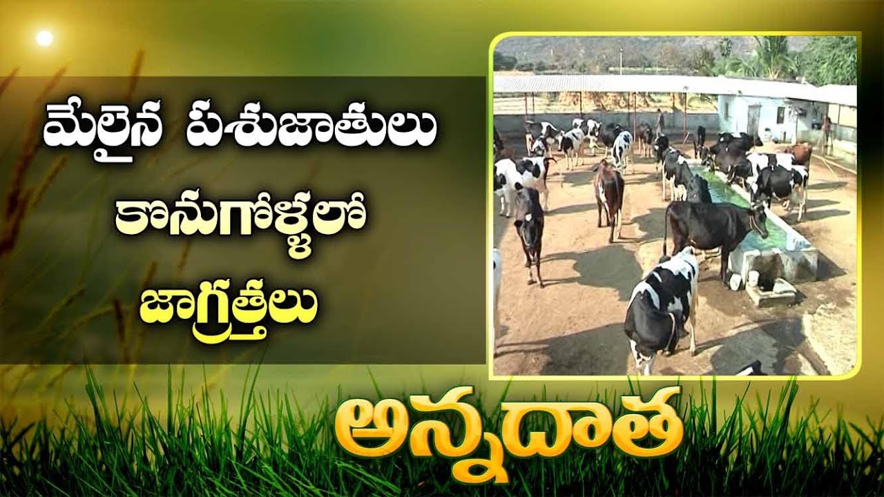 Cattle Breeds | for Commercial Dairy Farms | In Telugu States