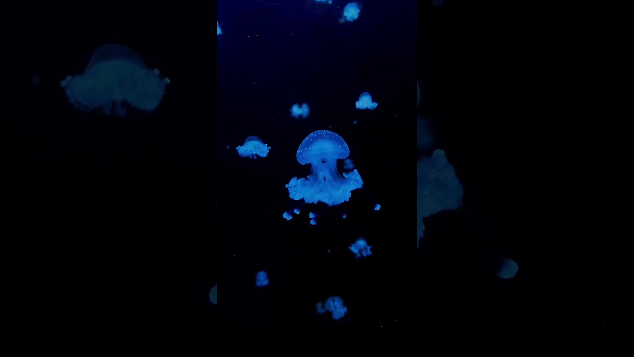 Dancing jellyfish 4K Full Hd video #ocean #seaanimals #seaworld #underwaterworld #underwater #coral