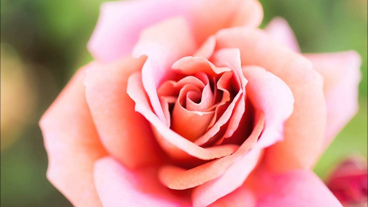 チャイコフスキー: バレエ音楽「くるみ割り人形」- 花のワルツ［ナクソス・クラシック・キュレーション #ゴージャス