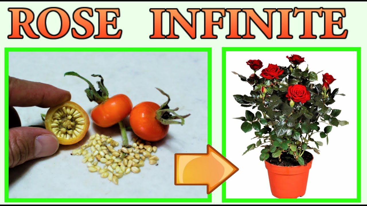 ROSE PLANT, исключительный метод для размножения его из семян