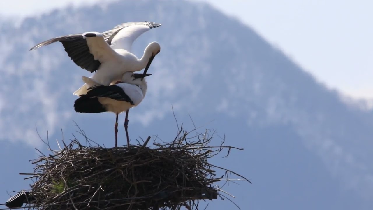 仲良し夫婦のコウノトリ