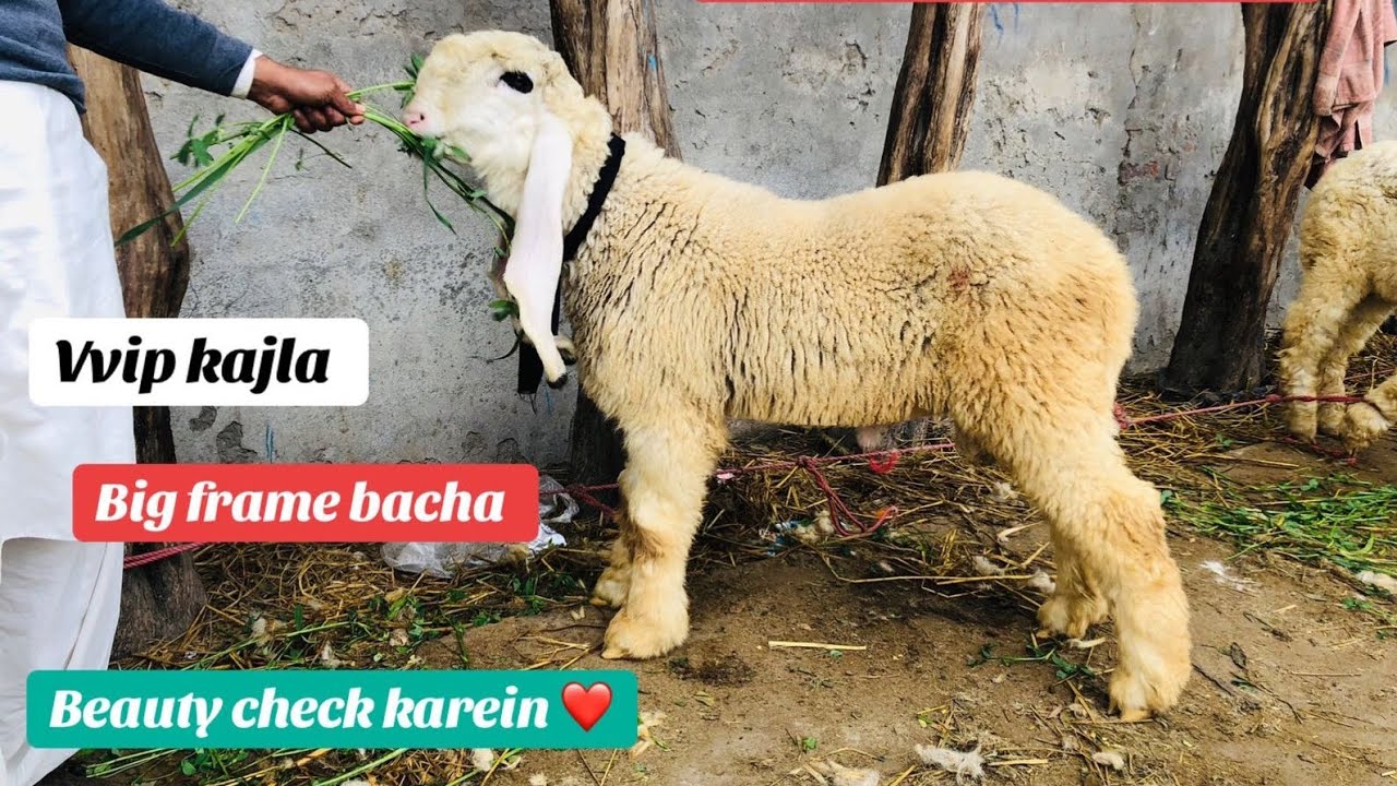 Kajla bacha big frame Beauty check karein ♥️ Full video dekhein HS GOAT FARM 🐐