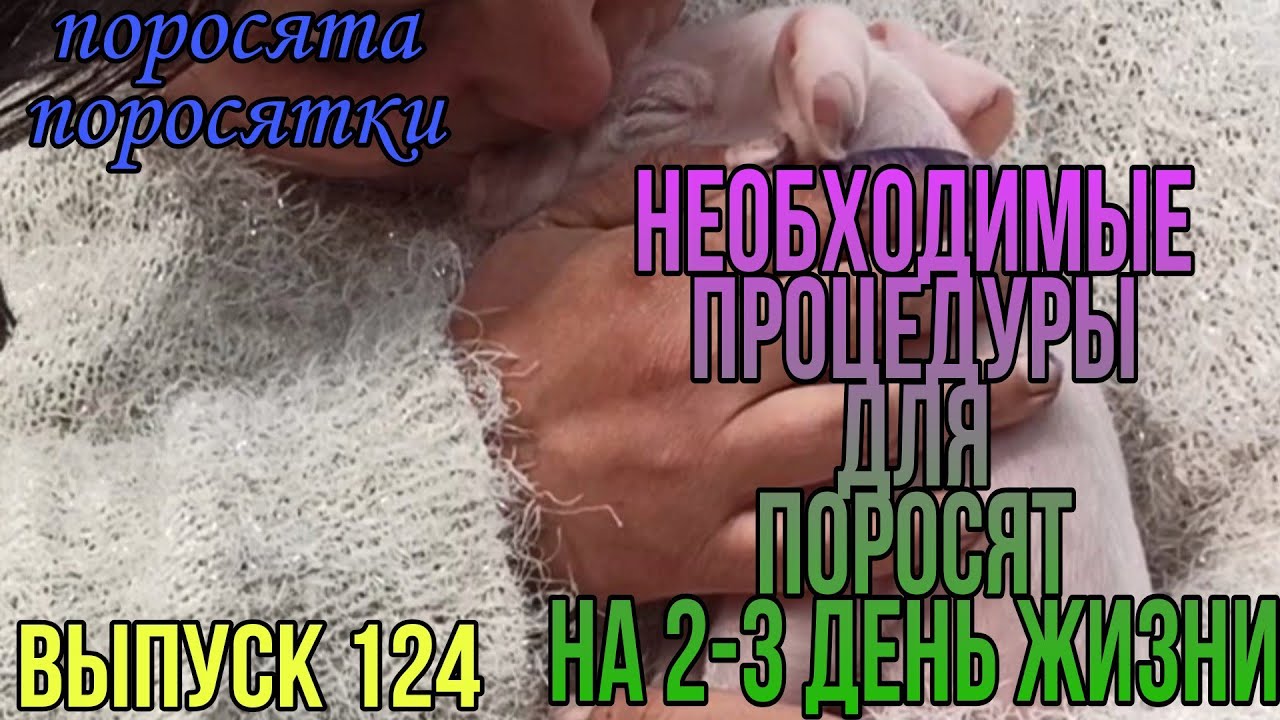 Купирования хвостов поросятам. Обрезка клыков поросятам. Колем железо поросятам.