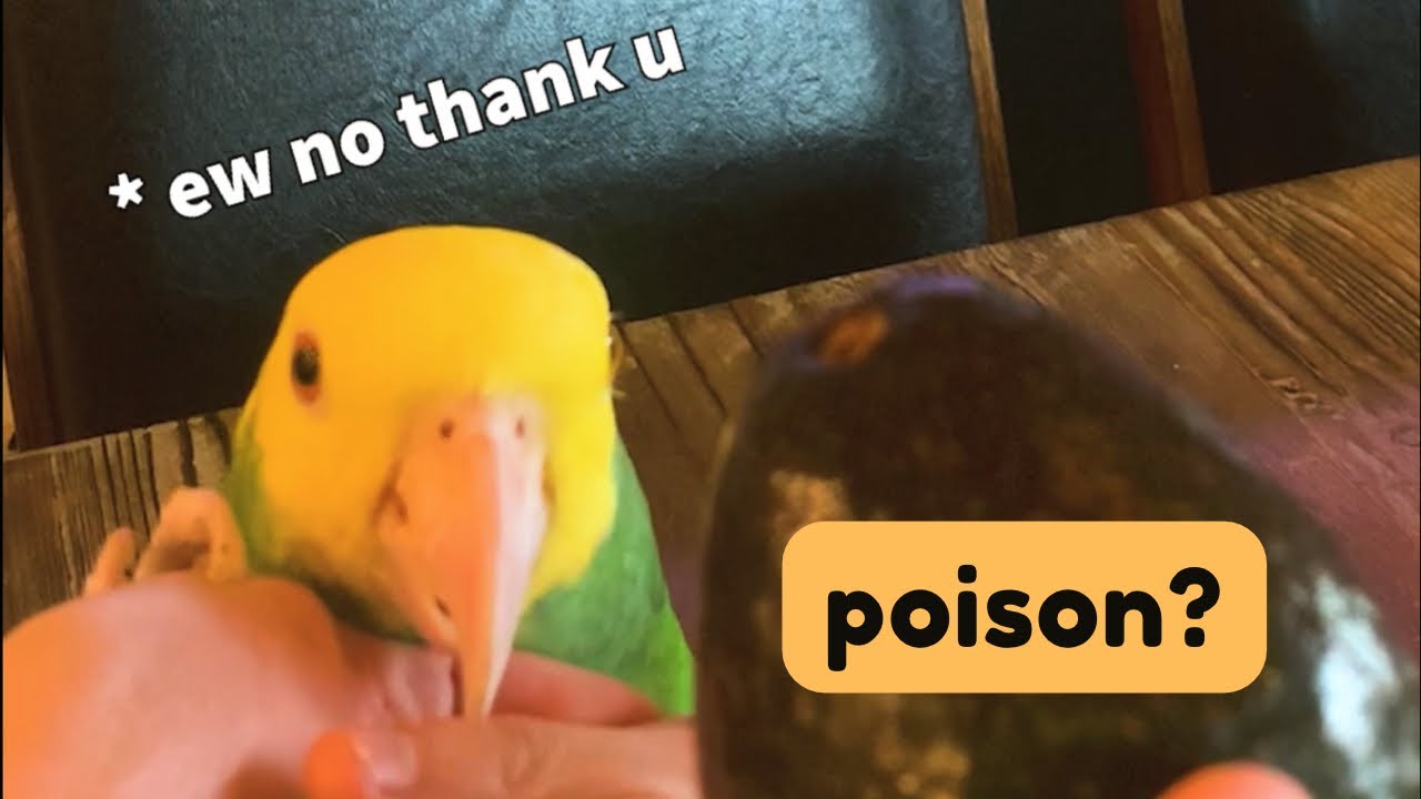 NEVER feed these foods to birds! ☠️ (how to poison Zelda)