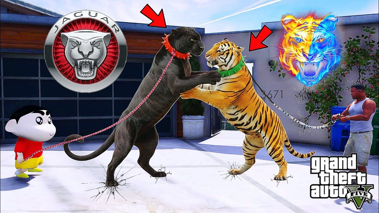 Franklin Bengal Tiger Fight Shinchan Black Panther in GTA 5 