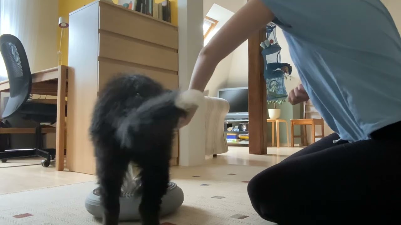 Shaping basics (paw targeting 2)
