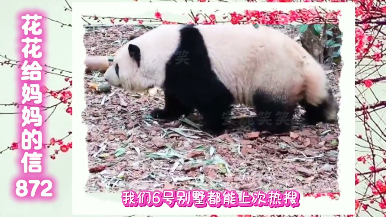 《花花给妈妈的信872》 姨姨们，请忘记“今天”吧🤪#来这里吸熊猫 #大熊猫和花 #大熊猫和花和叶 #熊猫花花 #大熊猫