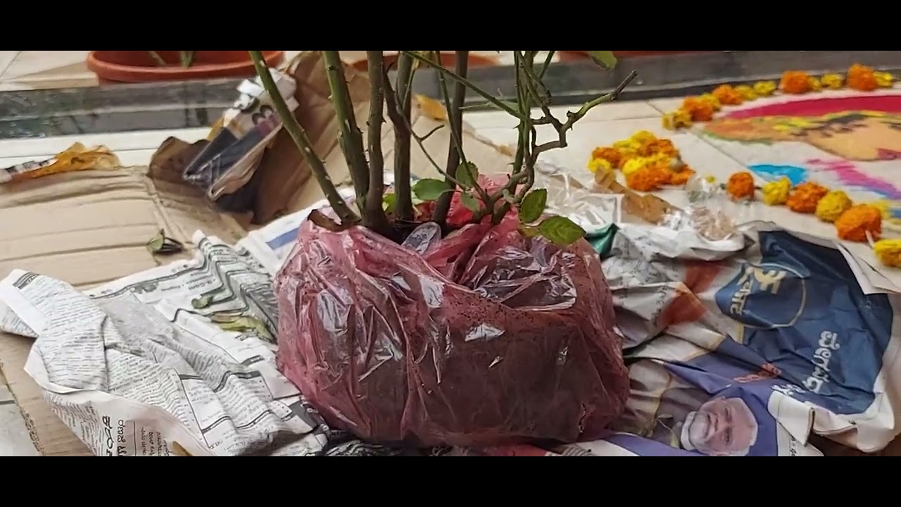 Lady of Shalott - David Austin Rose - India 🇮🇳 ( Shrub Rose - Unboxing ) #davidaustinroses #rose 