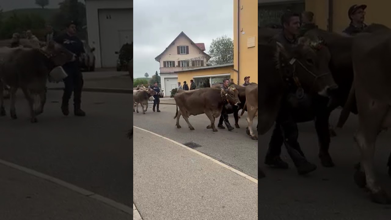 Viehprämierung Hütten 2025  Festumzug durch das Dorf
