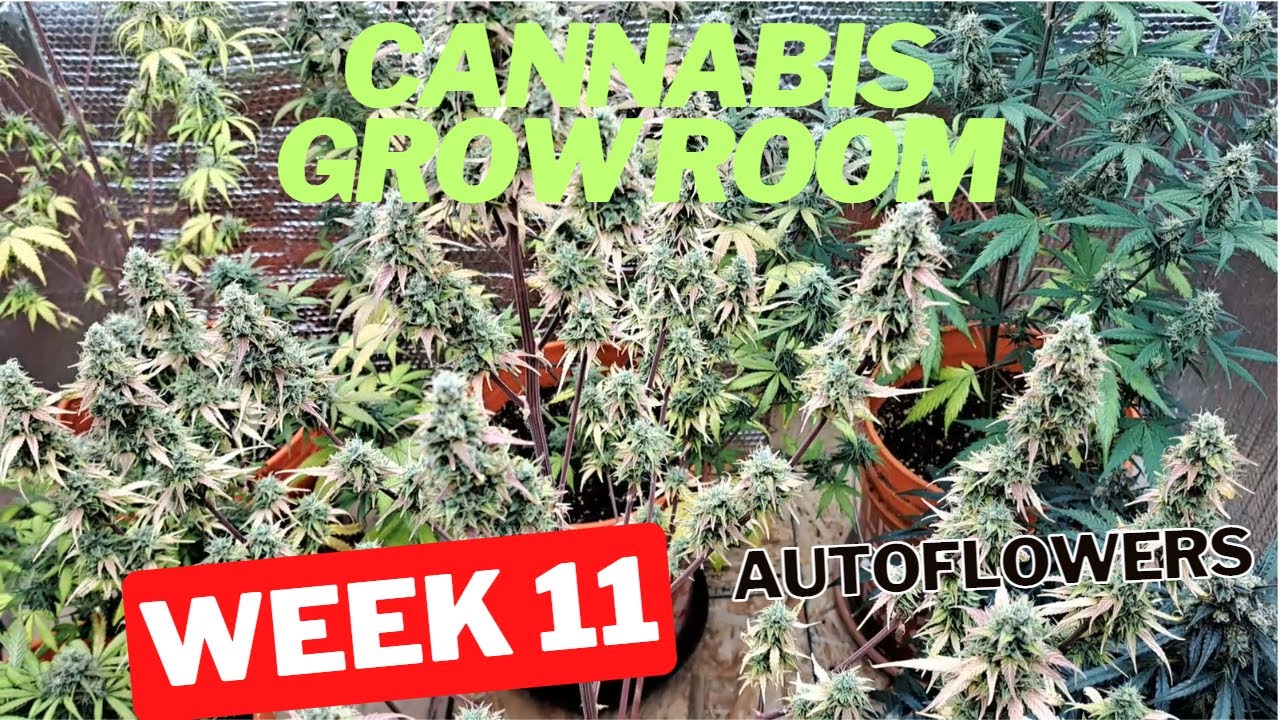 Cannabis Grow Room: Week 12 Of Autoflower Run!!