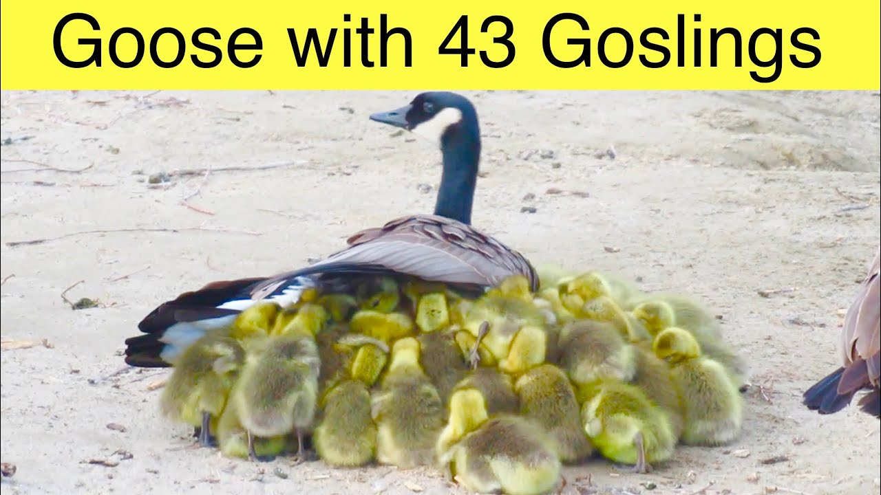 Mother Goose With 43 Goslings … A Canada Geese Gang Brood