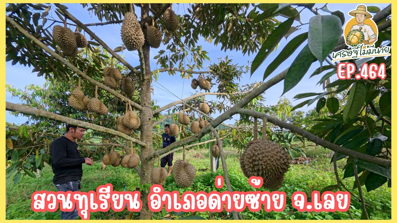 พาเข้าสวนทุเรียน อำเภอด่านซ้าย จังหวัดเลย/เศรษฐี ไม่มีนาย EP.464