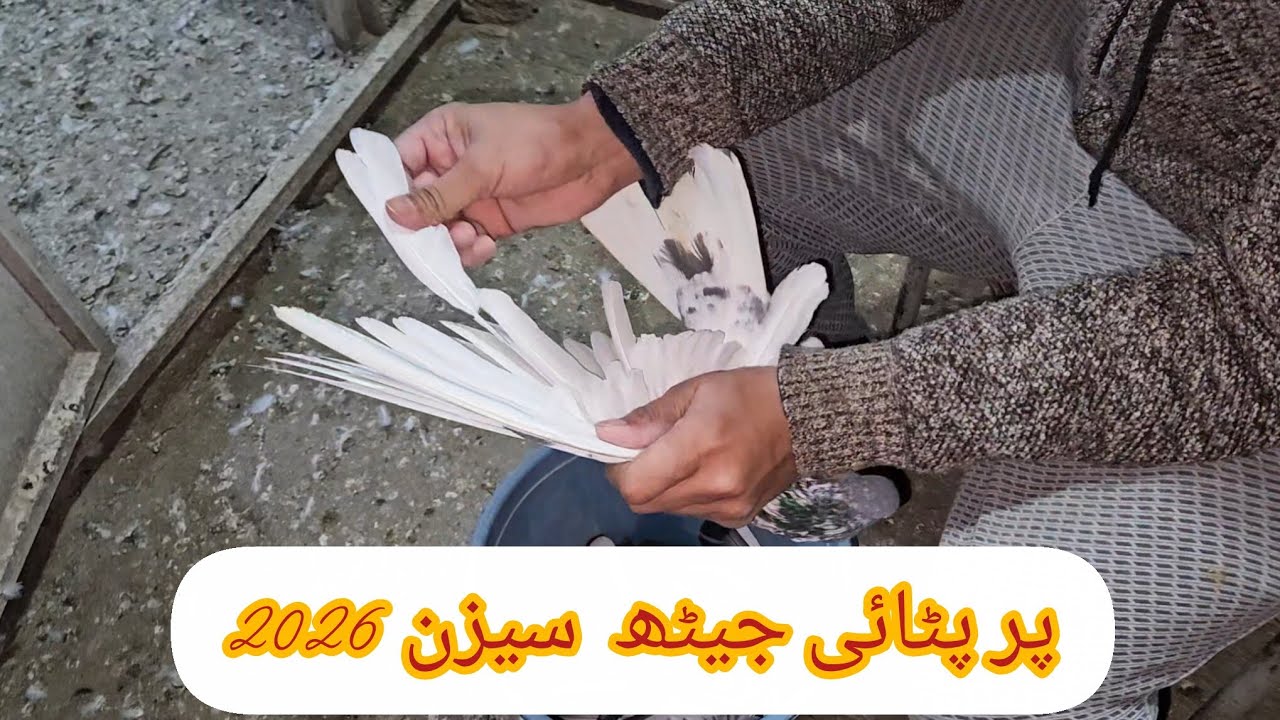 کبوتر کی پر پٹائی کیوں اور کیسے کی جاتی ہے؟ مکمل گائیڈ سیزن 2026 