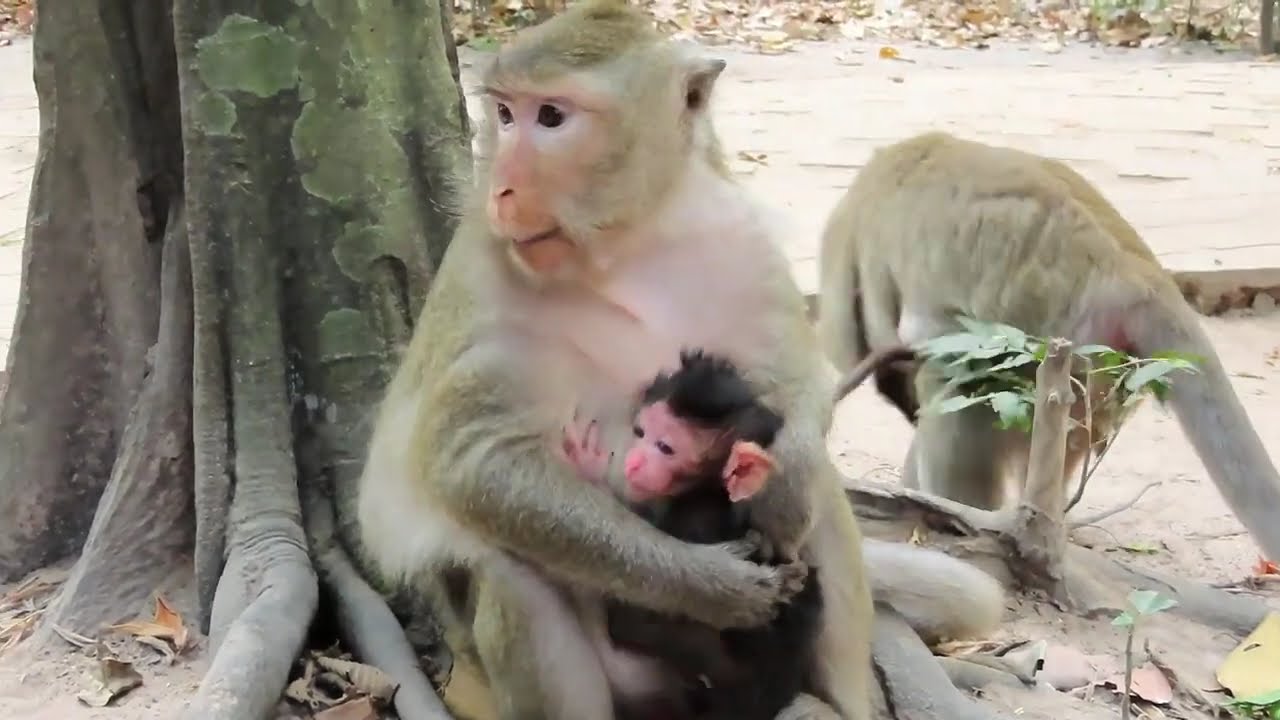 Oh No! Why mother Reject milk her baby? Adorable baby monkey cute cute so lovely...