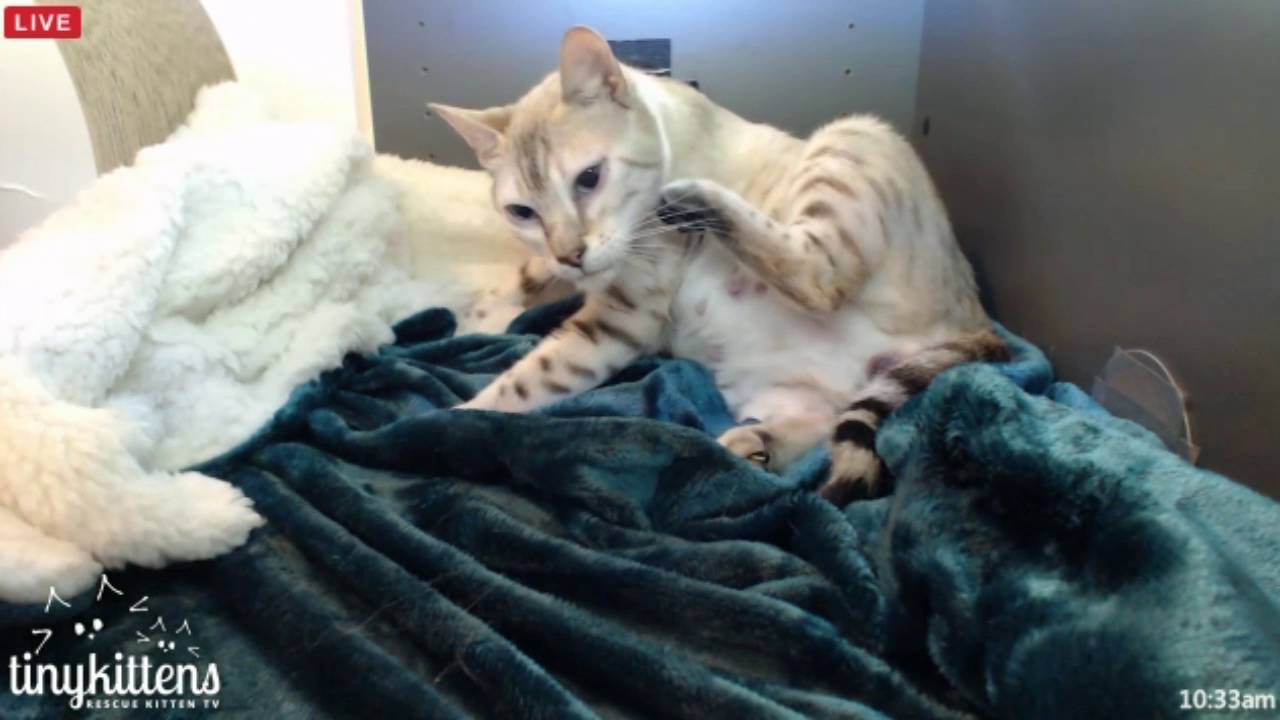 Tiny Kittens Felicity in labor first one here alive and healthy yay   facebook.com/glightle1