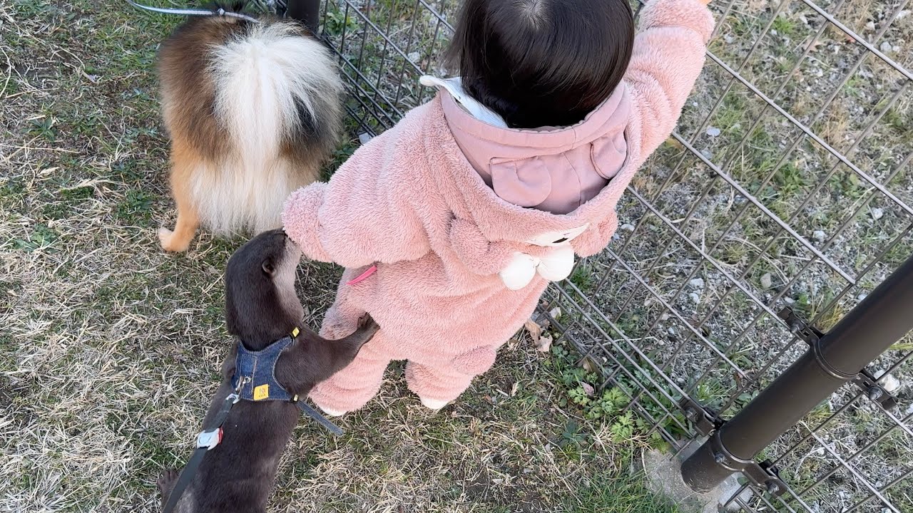 カワウソ、猫、犬、赤ちゃんで散歩に出かけたらアクシデント発生…！ otter, cat, dog, and baby go for a walk and an accident occurs..!
