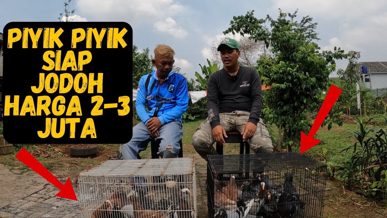 Pemula Wajib Menonton ini Biar Tidak Salah Melangkah Bermain Merpati #2