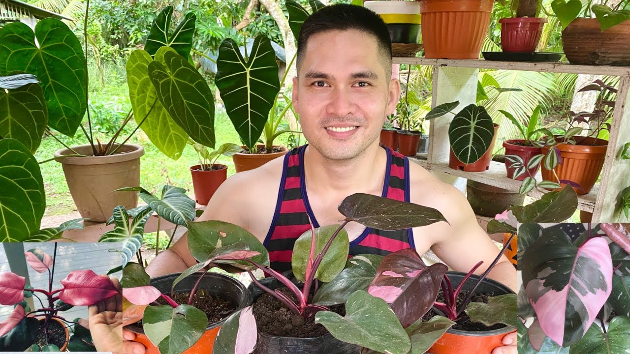 NAG SHOPPING NG 6 POTS OF PINK PRINCESS!! MAGKANO KAYA? UBOS ANG PERA KO!!