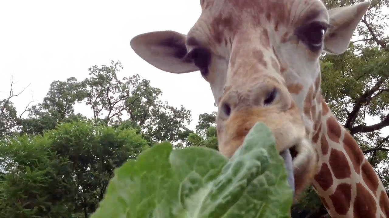 Feeding giraffes at Elmwood Park Zoo