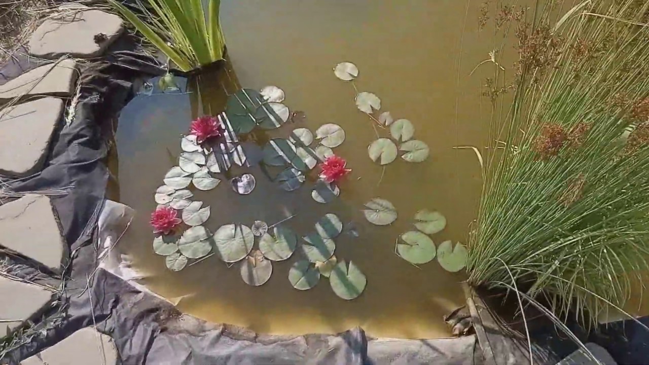 Садовый мини пруд с минимальными затратами