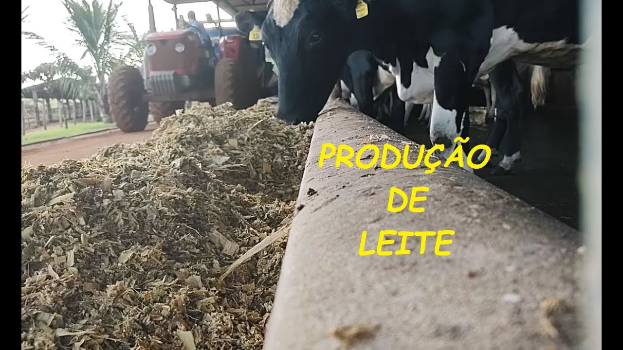 🐄Conheça um pouco da rotina diária de uma Fazenda Produtora de Leite🐄