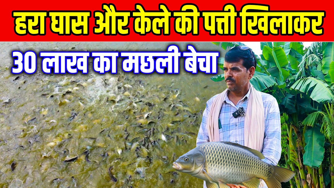 हरा घास और केले की पत्ती खिलाकर मछली पालन 😲🐟।Fish Farming By Feeding Green Grass And Banana Leaves