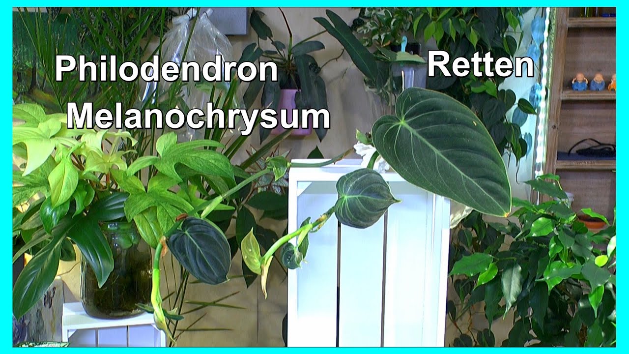 Philodendron Melanochrysum retten vermehren pflegen