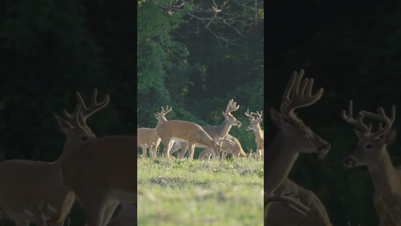 EPIC Deer Scouting Strategy