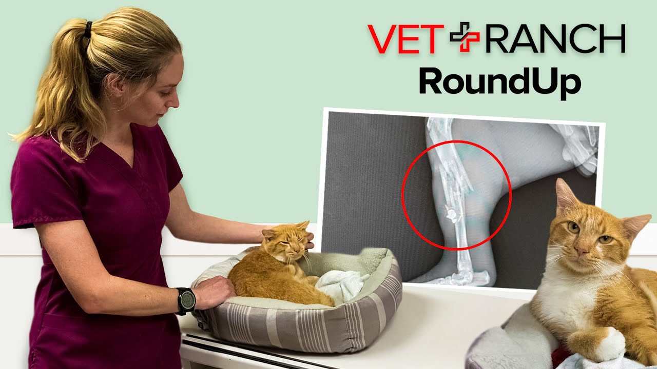 Gunshot Shattered this Cat's Leg :(