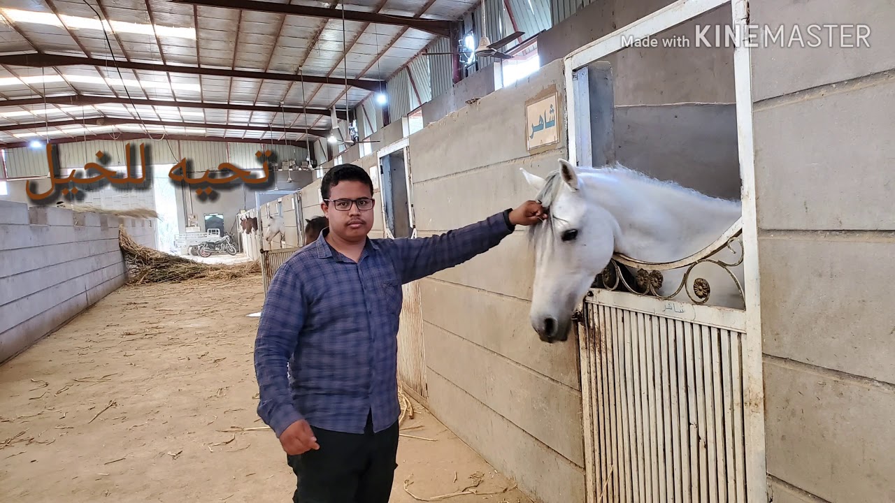 # نادي-الفروسيه-لركوب-الخيل-سيئون-حضرموت-اليمن