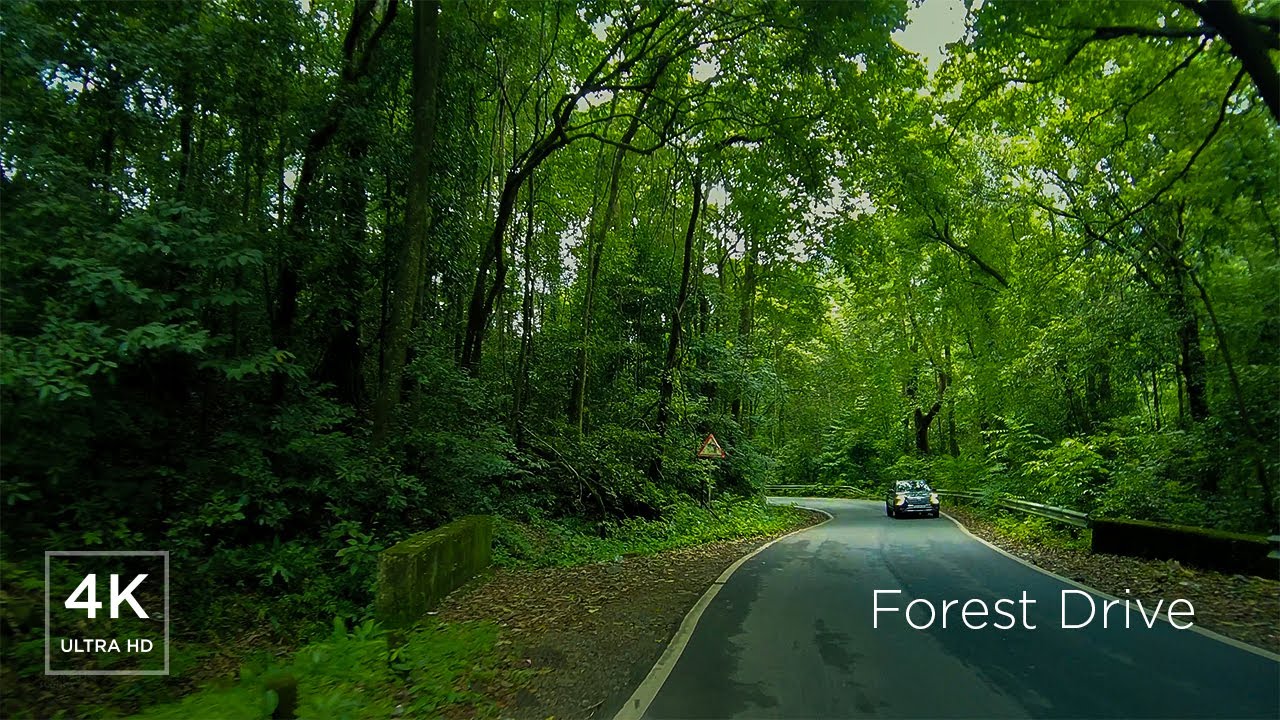 Forest Drive through the Brahmagiri Wildlife Sanctuary | 4K ASMR