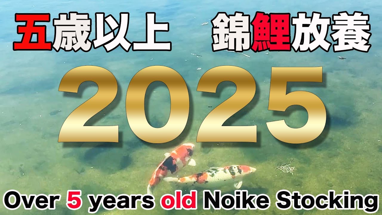【錦鯉】5歳以上放養 2025 Noike stocking Over 5-year-old 2025【koi】