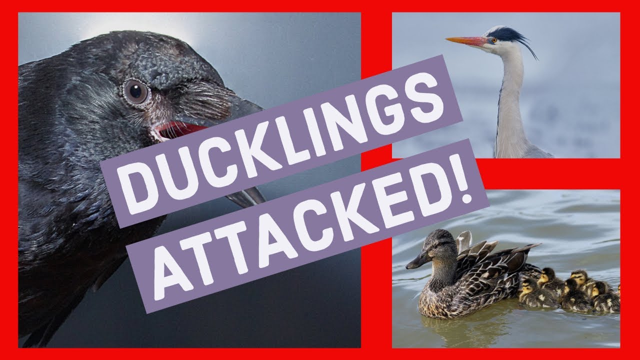 Mama duck protecting her ducklings - crows and heron attack
