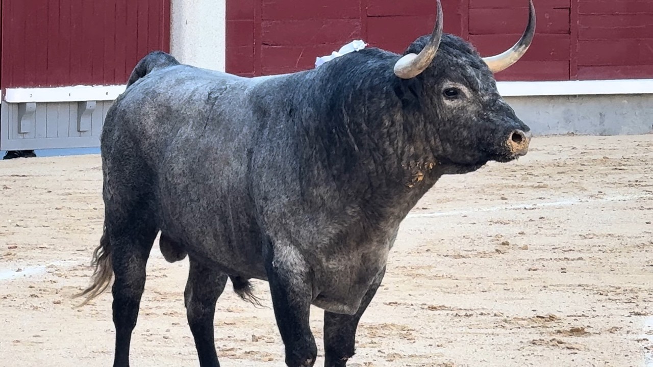 Salida 2º toro de PARTIDO DE RESINA: "HIGUERITO II" - 21-septiembre-2025 - Las Ventas