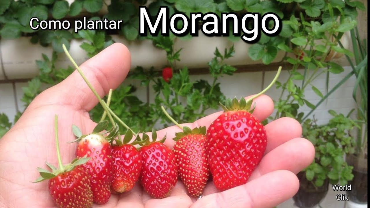 Como Plantar Morango, Horta Vertical no Cano de PVC como fazer passo a passo