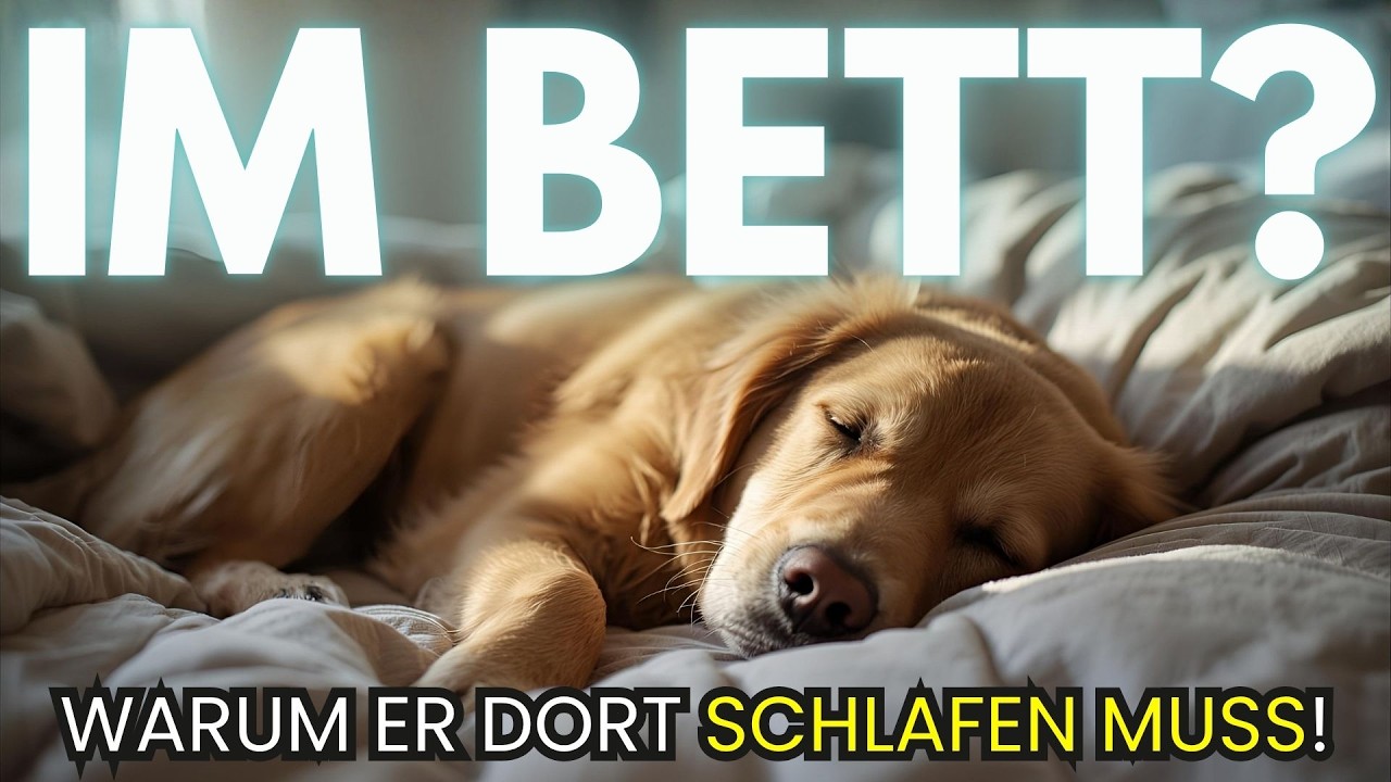 Warum Hunde immer bei uns im Bett schlafen sollten