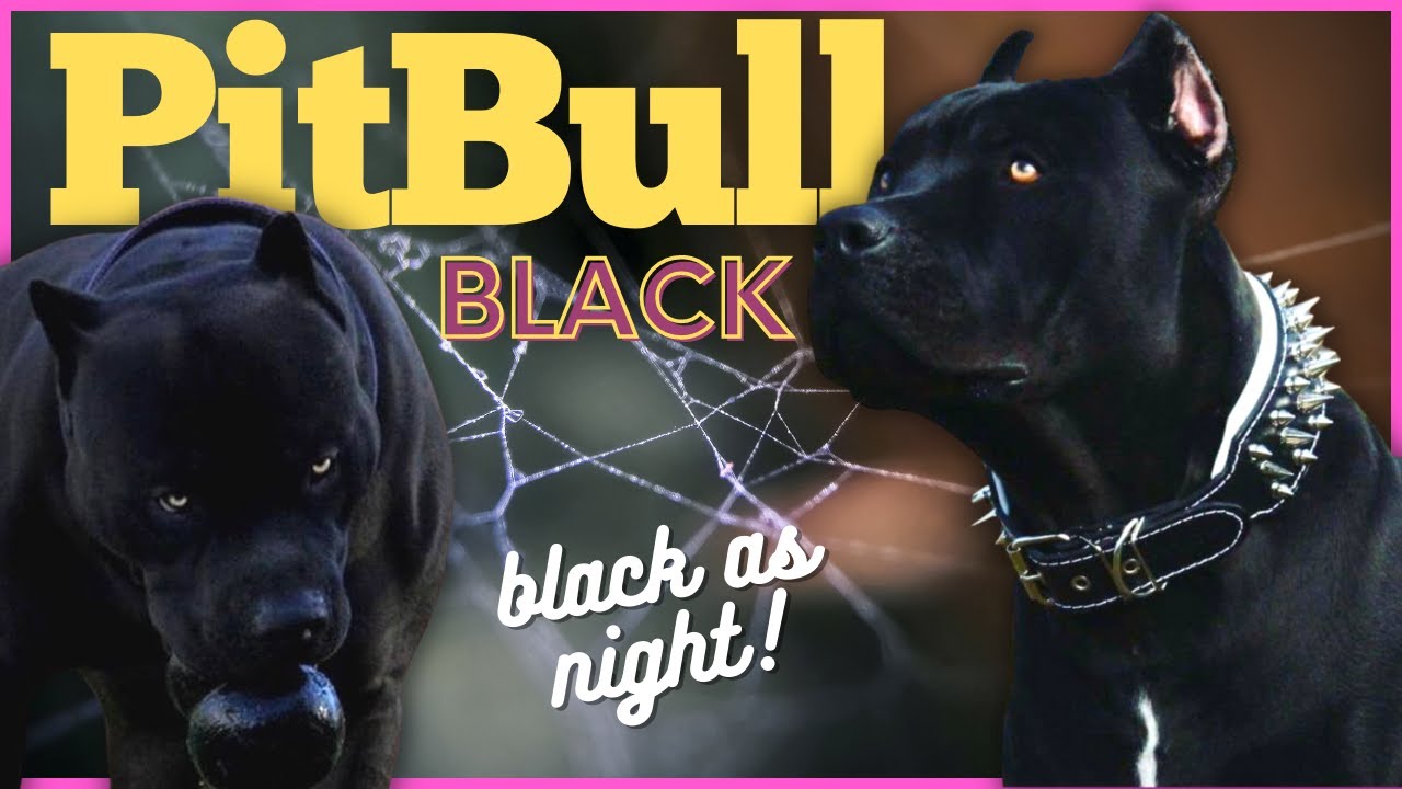 Black Pitbull Dog Breed Profile: Almost like a black panther