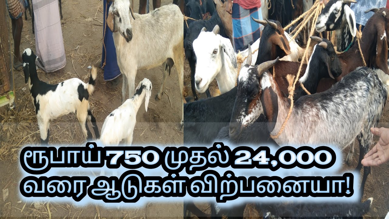 இன்றைய சந்தை தகவல் | சமயபுரம் நாட்டு ஆடு சந்தை!#shorts