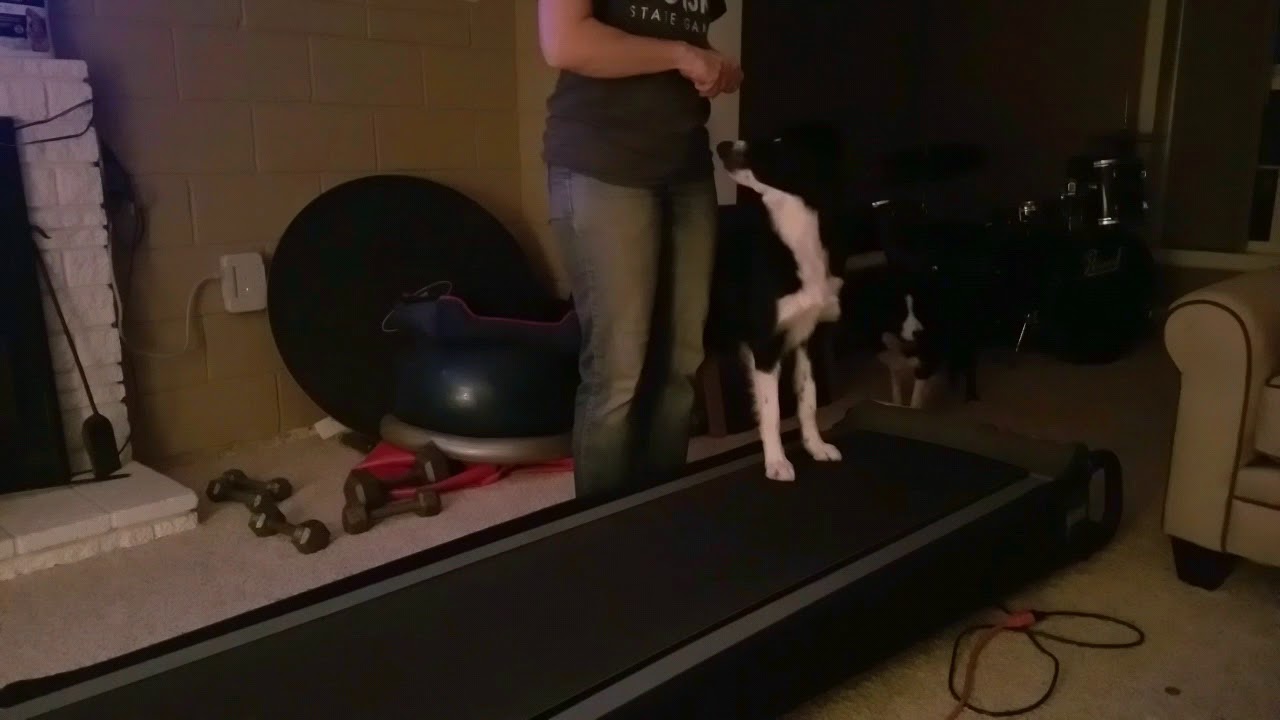 DogTread Front Limb Awareness
