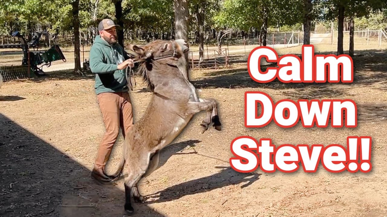 Steve is Stressing Out!