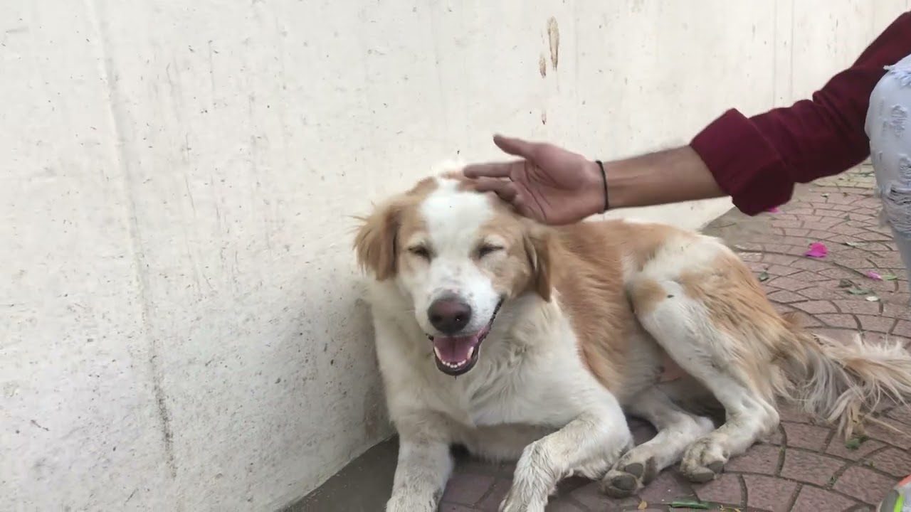 कुत्ते की नसबंदी कैसे करवाये