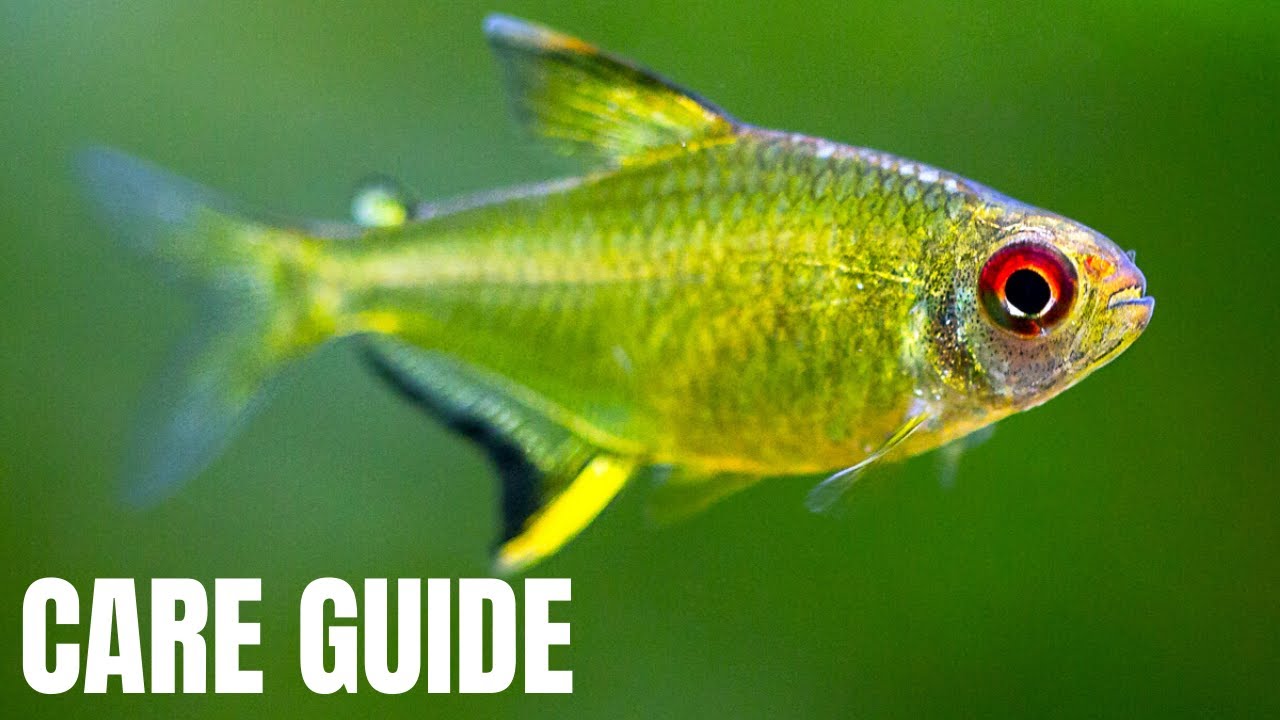 Lemon Tetra Care and Breeding Guide - How To Care For And Breed Hyphessobrycon pulchripinnis
