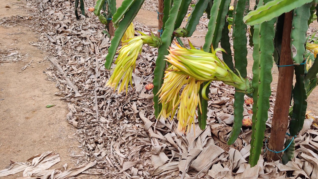 2- Indução floral em pitaya
