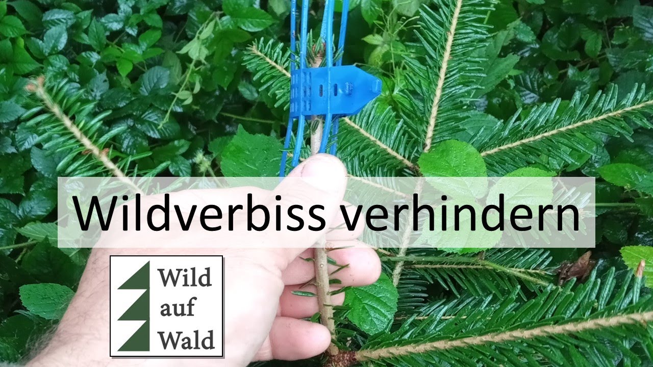 🌲Einzelbaumschutz: Die Verbissschutzmanschette - Sinn oder Unsinn?