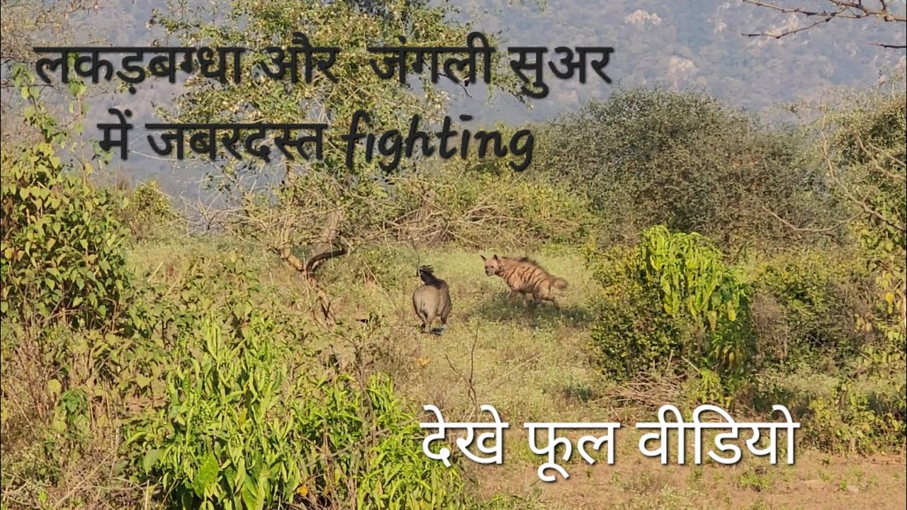 Stripped Hyena and Big WildBoar fighting. #sariska #hyena #wildboar #wildlife Sariska Tiger Reserve 