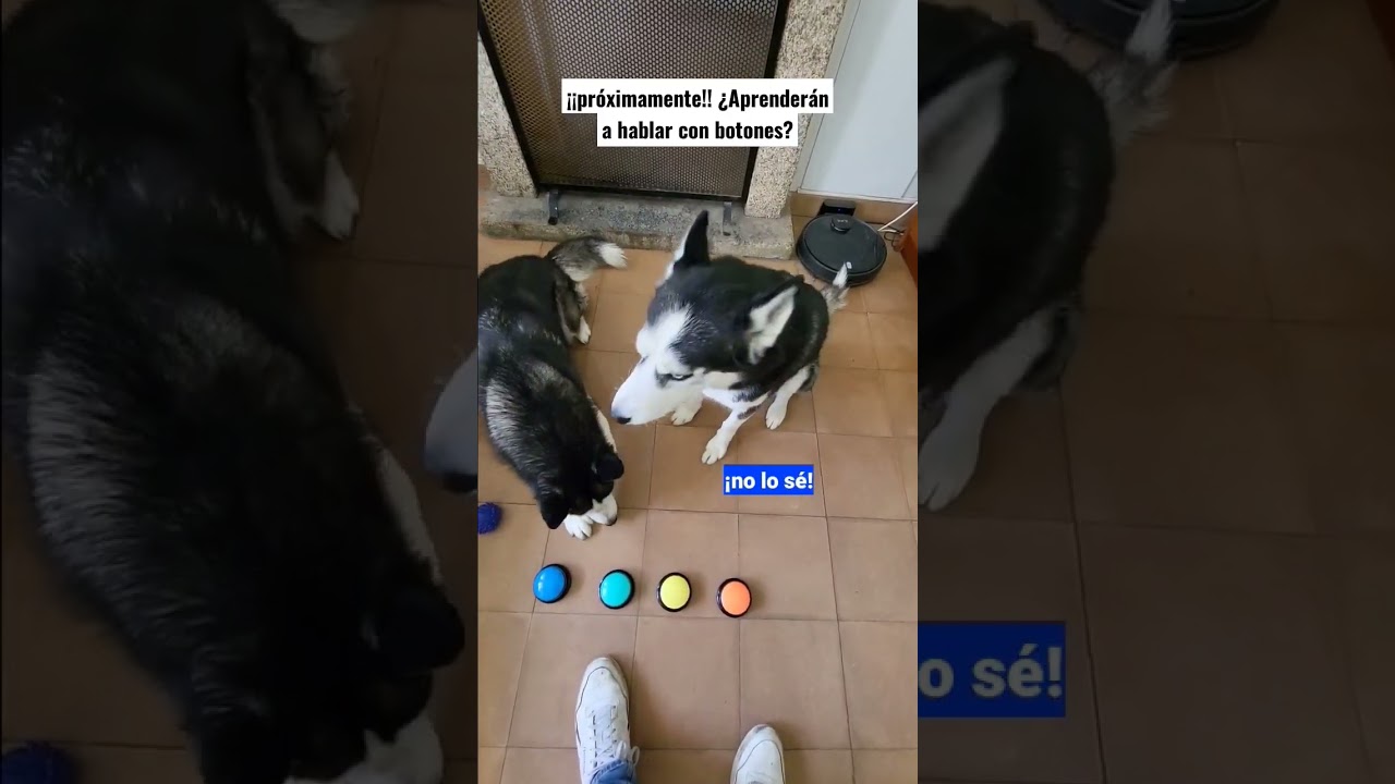 Mis perros aprenden a hablar con botones 🤣