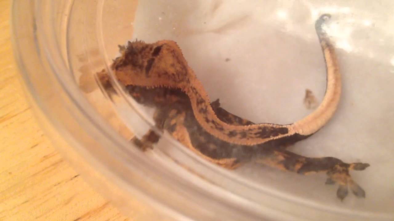 How to ship crested geckos